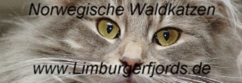 Link to Limburgerfjords Breeders in Germany